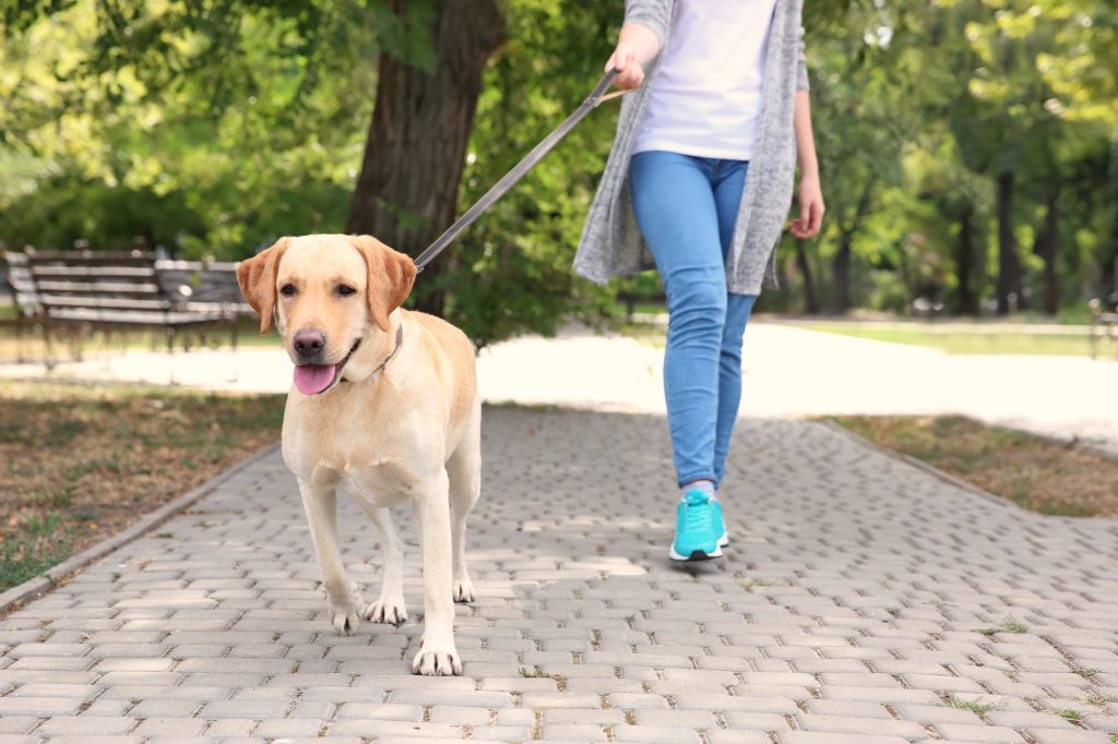 The Positive Impact of Social Dog Walks on Your Dog's Behavior and Mood